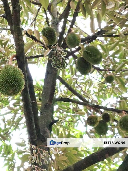 Yong Peng Agricultural Land For Sale, Johor, Yong Peng