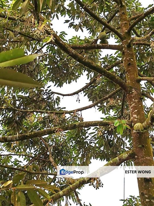 Yong Peng Agricultural Land For Sale, Johor, Yong Peng