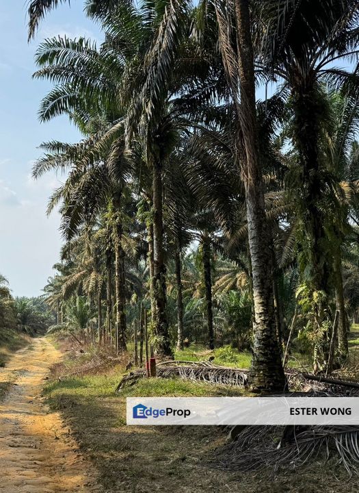 Sedenak Agricultural Land For Sale, Johor, Kulai