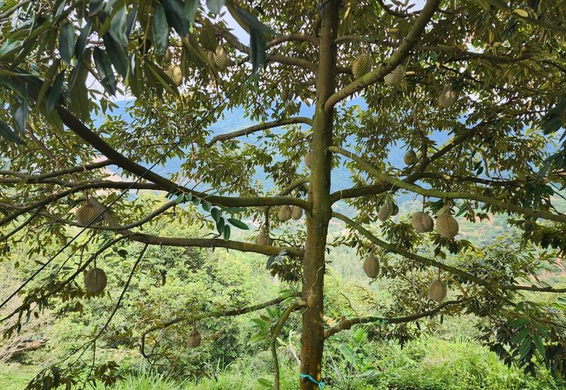 Rawang Ulu Yam highland durian farm for sale Selangor