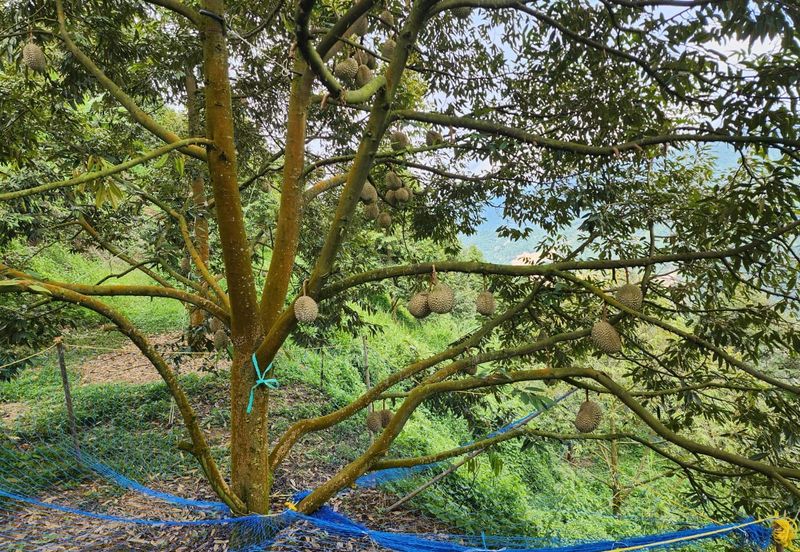 Rawang Ulu Yam highland durian farm for sale Selangor