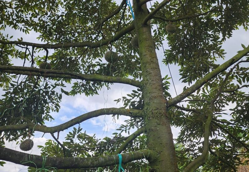 Rawang Ulu Yam highland durian farm for sale Selangor