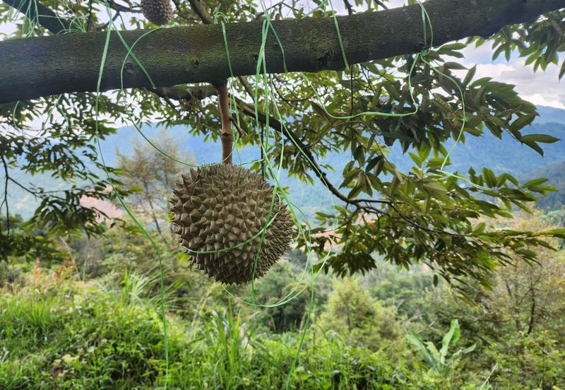 Rawang Ulu Yam highland durian farm for sale Selangor