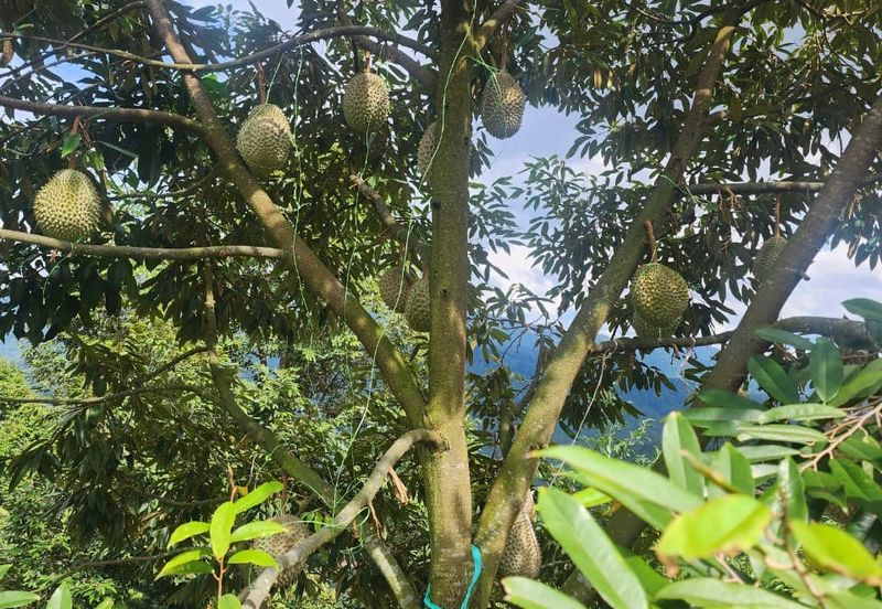 Rawang Ulu Yam highland durian farm for sale Selangor