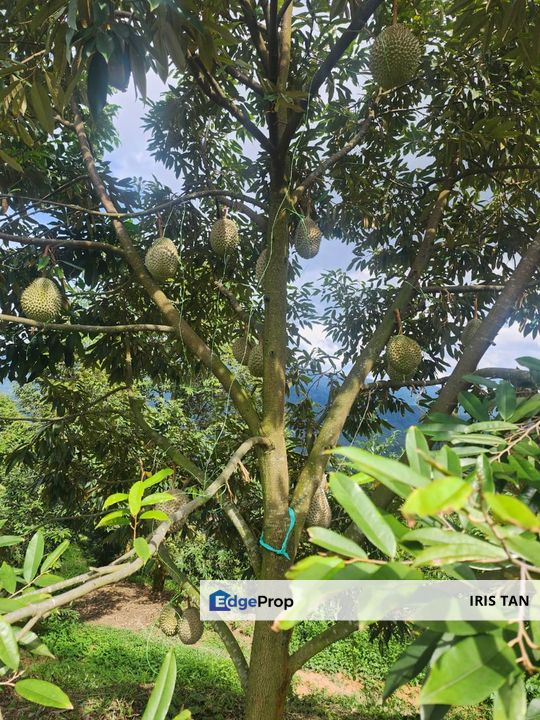 Rawang Ulu Yam highland durian farm for sale Selangor, Selangor, Rawang