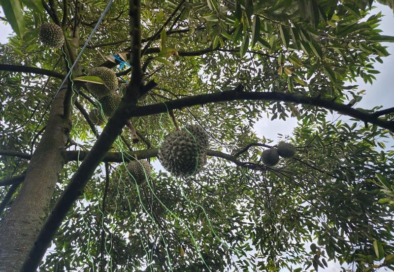 Rawang Ulu Yam highland durian farm for sale Selangor