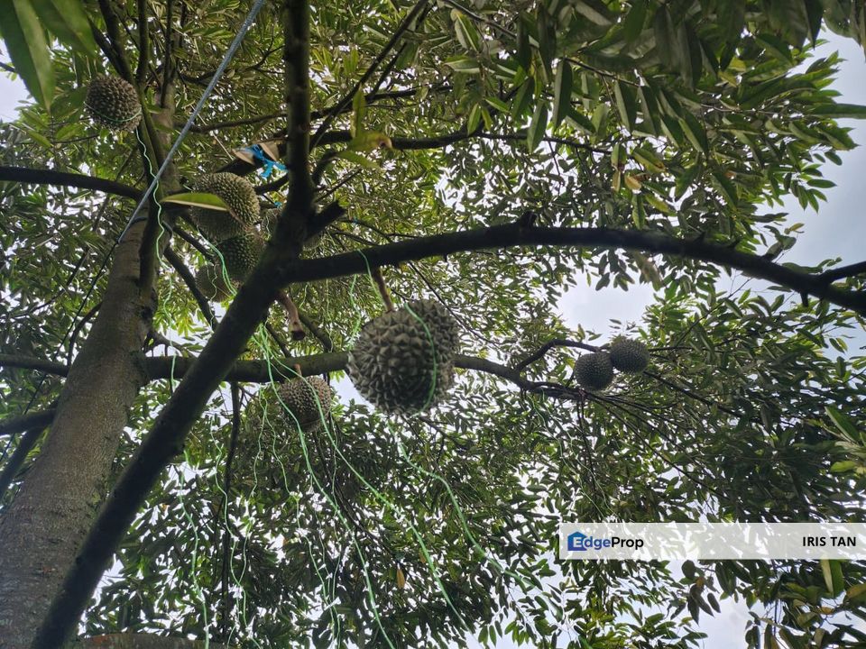 Rawang Ulu Yam highland durian farm for sale Selangor, Selangor, Rawang