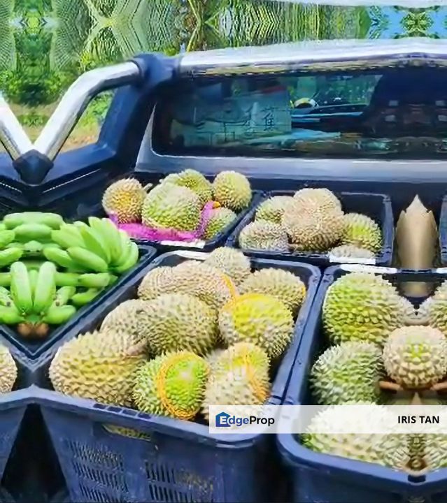 Rawang Ulu Yam highland durian farm for sale Selangor, Selangor, Rawang