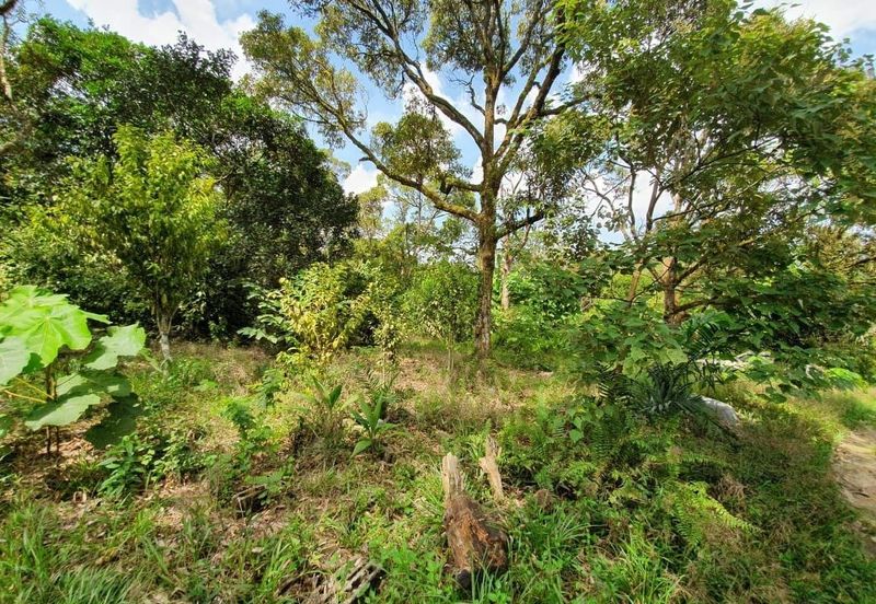 Balik Pulau - 4.919 acres Durian Orchard for SALE