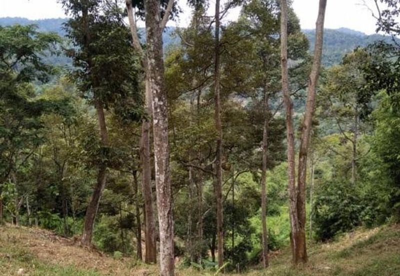 Balik Pulau - 4.919 acres Durian Orchard for SALE