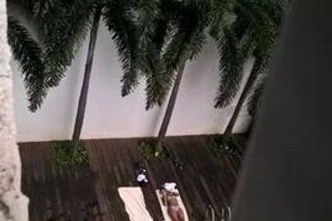 Taragon Puteri Bintang