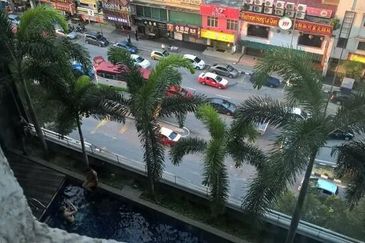 Taragon Puteri Bintang