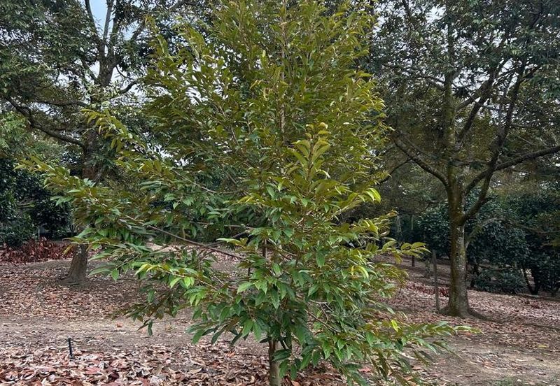 Kampung Mantin Dalam