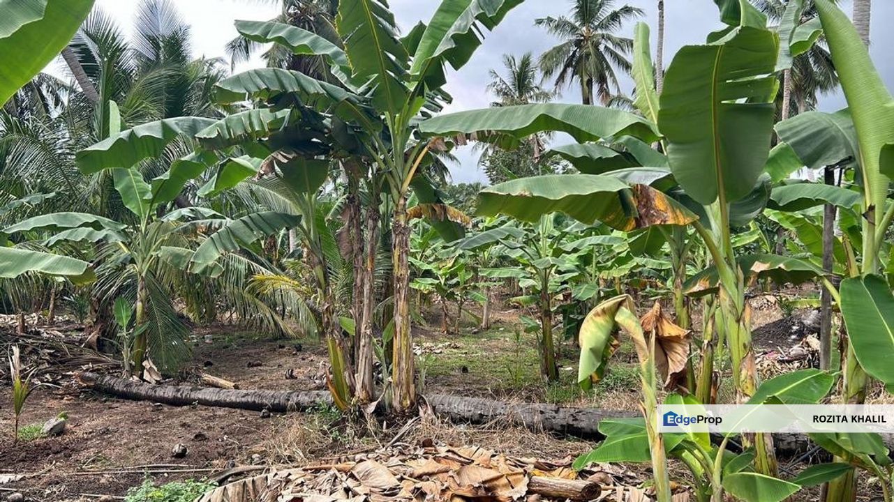Kampung Perepat Kapar Agriculture Land For Sale, Selangor, Kapar 