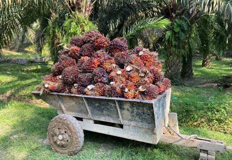 Agriculture land for sale,114 Acres, dungun Terengganu (Malay Reserve)