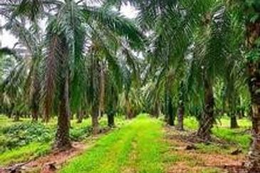Palm Oil Land Jaya Baharu Perak