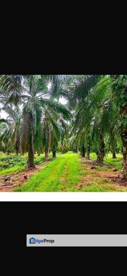 Palm Oil Land Jaya Baharu Perak, Perak, Teluk Intan
