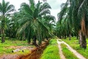Palm Oil Land Jaya Baharu Perak