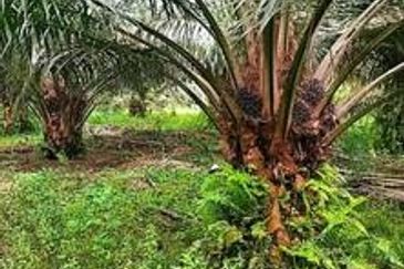 Palm Oil Land Jaya Baharu Perak