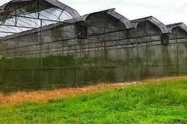 Palm Oil Land Jaya Baharu Perak