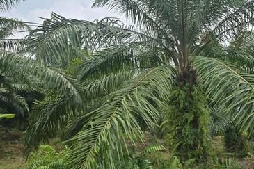 Telok Panglima Garang