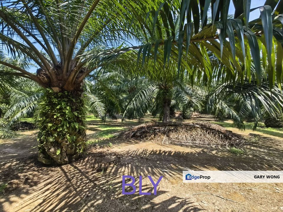 Kelanang Jurga Banting Kuala Langat Agriculture Land 2 Acres Value Buy , Selangor, Banting