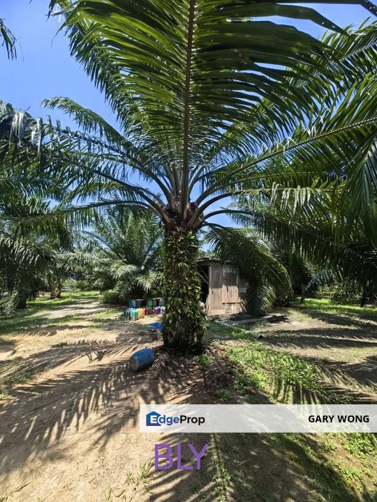 Kelanang Jurga Banting Kuala Langat Agriculture Land 2 Acres Value Buy , Selangor, Banting