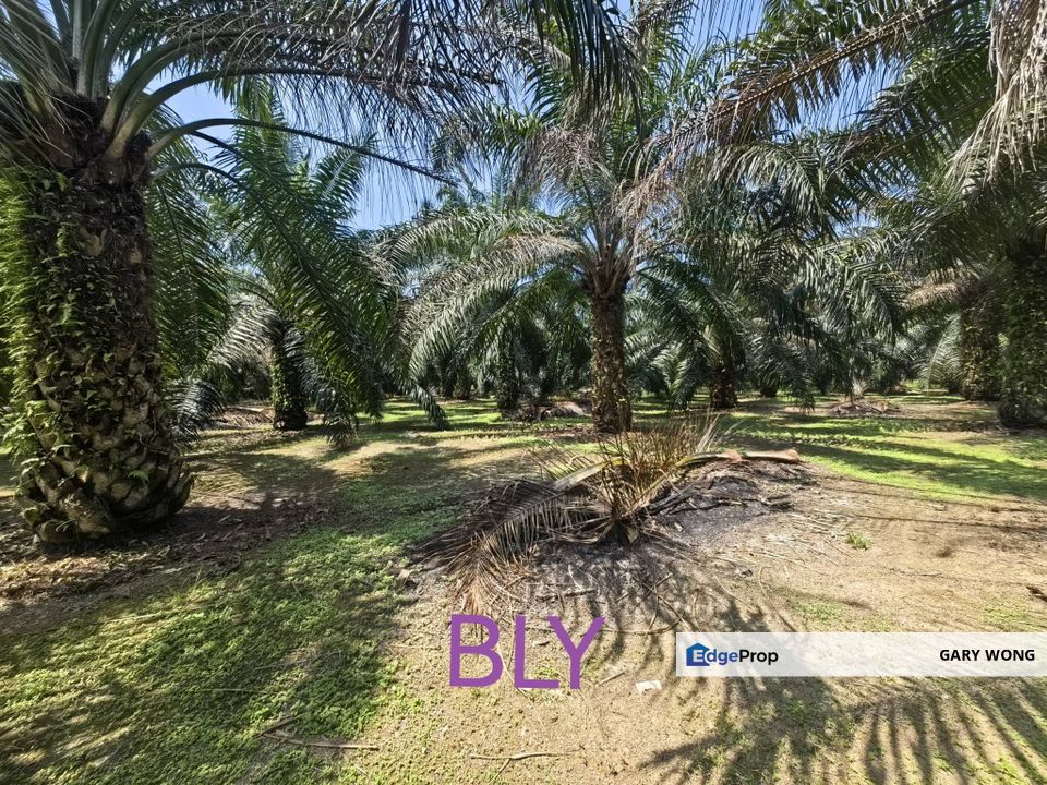 Kelanang Jurga Banting Kuala Langat Agriculture Land 2 Acres Value Buy , Selangor, Banting