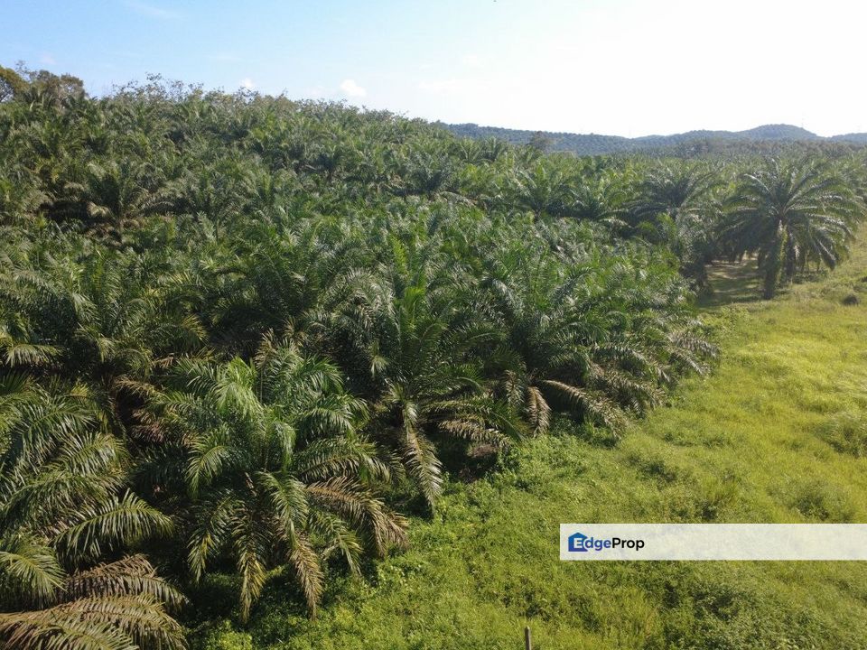 Agriculture Land @ Gemencheh Negeri Sembilan For sales, Negeri Sembilan, Tampin