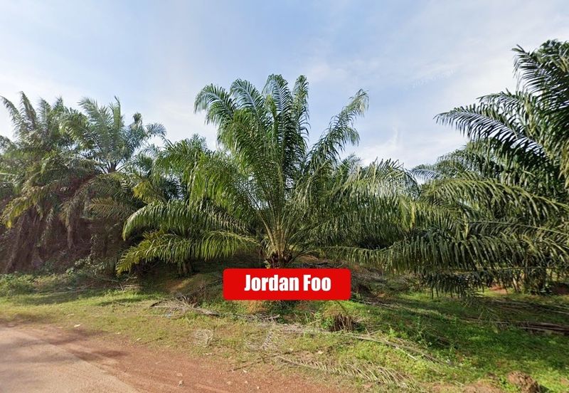 Oil Palm Estate Sungkap Para near Sungai Petani 103 Acres