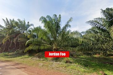Oil Palm Estate Sungkap Para near Sungai Petani 103 Acres