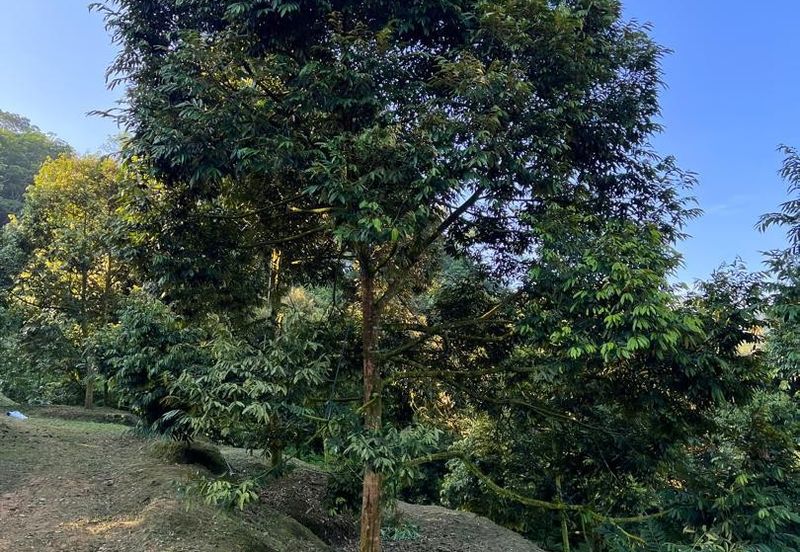 FREEHOLD Durian Farm + Swiftlet Income FOR SALE