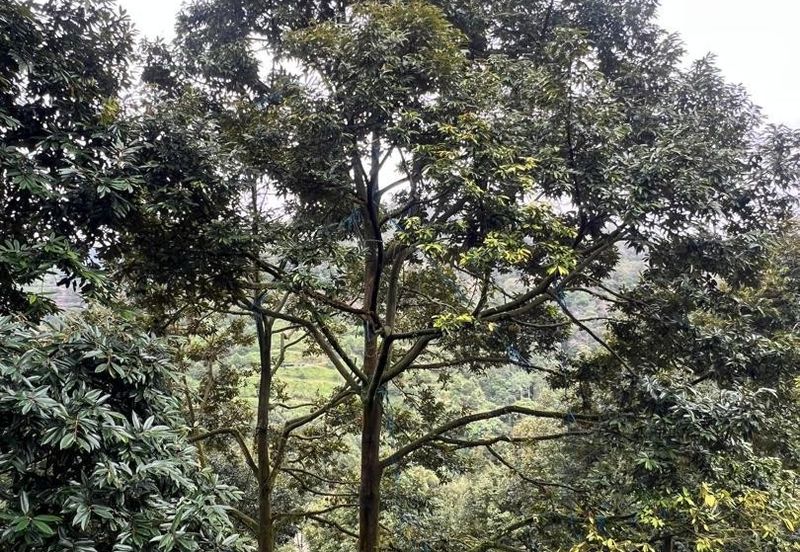 FREEHOLD Durian Farm + Swiftlet Income FOR SALE