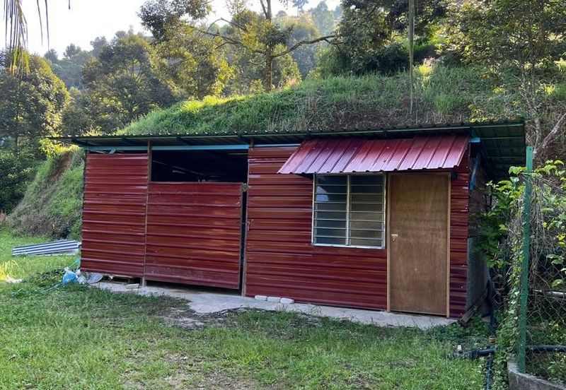 FREEHOLD Durian Farm + Swiftlet Income FOR SALE
