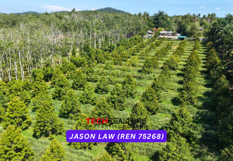 Durian Orchard | Pendang Kedah | Easy Access with Own Road | Musang King, Blackthorn, Tupai King & Others – Only RM11 psf! 🌿