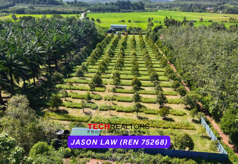 Durian Orchard | Pendang Kedah | Easy Access with Own Road | Musang King, Blackthorn, Tupai King & Others – Only RM11 psf! 🌿