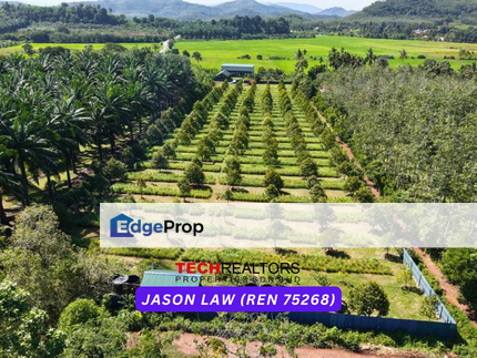 Durian Orchard | Pendang Kedah | Easy Access with Own Road | Musang King, Blackthorn, Tupai King & Others – Only RM11 psf! 🌿, Kedah, Pendang