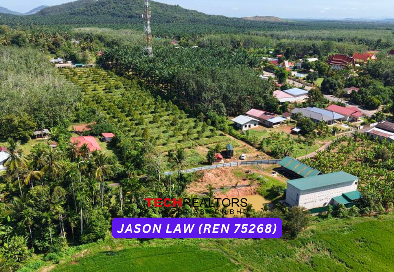 Durian Orchard | Pendang Kedah | Easy Access with Own Road | Musang King, Blackthorn, Tupai King & Others – Only RM11 psf! 🌿