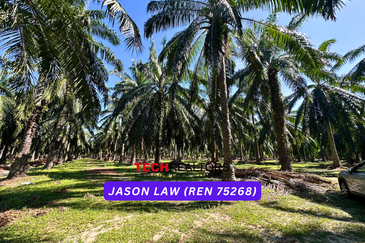 Agriculture Land🌿 RM3.80/sqft | Semeling Bedong Kedah | Under Market Value❗️