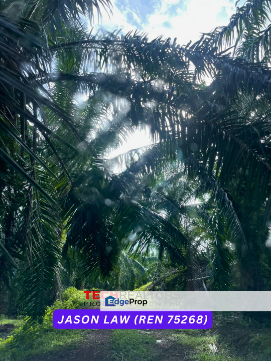 Oil Palm 1,600 Trees (Felda DXP) 🌿 Bukit Selambau Kedah | ~RM4.10 PSF | Agricultural Land, Kedah, Sungai Petani