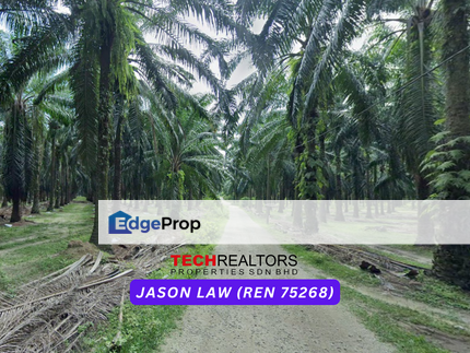 Road Reserved | Agriculture Land Palm Oil Trees | ~RM4.50 per sqft  | Semeling Kedah, Kedah, Bedong
