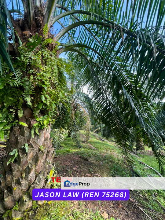 15 Years Oil Palm Land | Sungai Petani Near Bukit Selambau | ~Rm4.10 PSF | Agriculture Land, Kedah, Sungai Petani