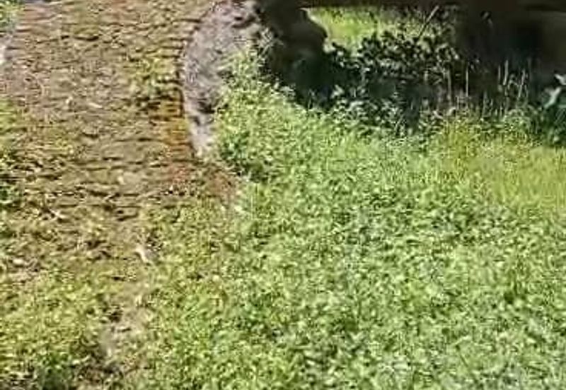 TANAH PERTANIAN KAMPONG PIONG, SLIM VILLAGE, PERAK