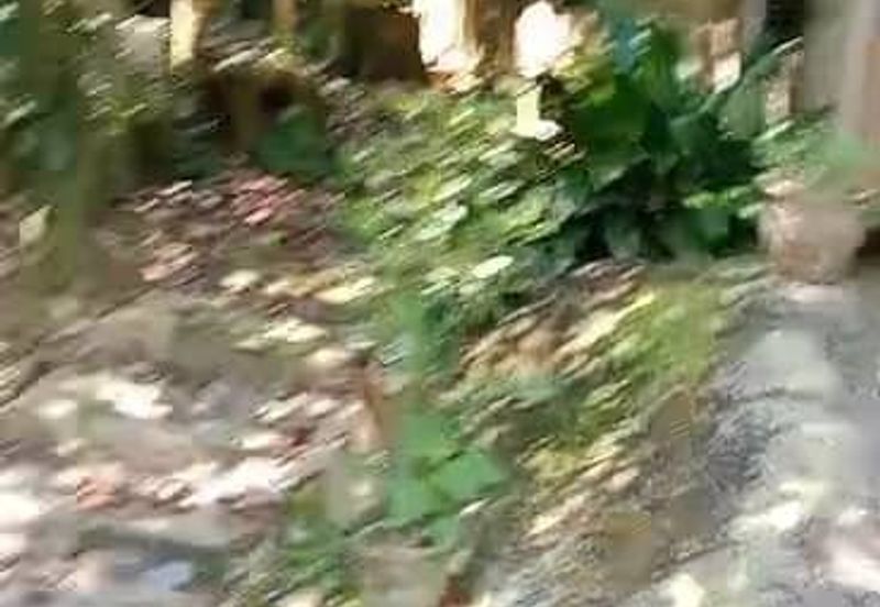 TANAH PERTANIAN KAMPONG PIONG, SLIM VILLAGE, PERAK