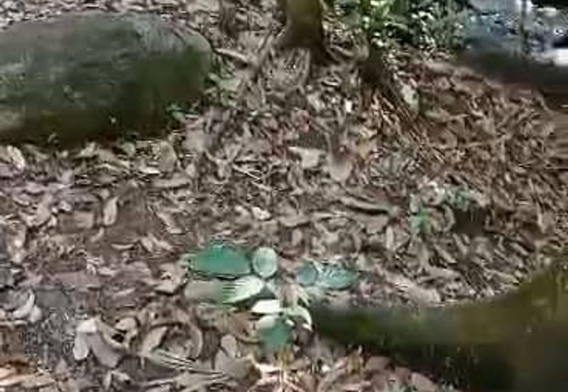 TANAH PERTANIAN KAMPONG PIONG, SLIM VILLAGE, PERAK