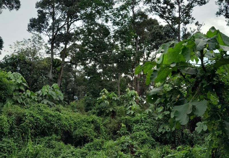 TANAH PERTANIAN UTUK DIJUAL DI BATANGKALI, RAWANG, SELANGOR
