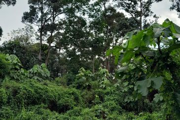 TANAH PERTANIAN UTUK DIJUAL DI BATANGKALI, RAWANG, SELANGOR