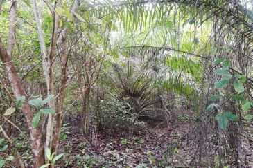 Tanah Ladang Kelapa Sawit Zoning Perumahan di Chuah, Port Dickson untuk dijual!