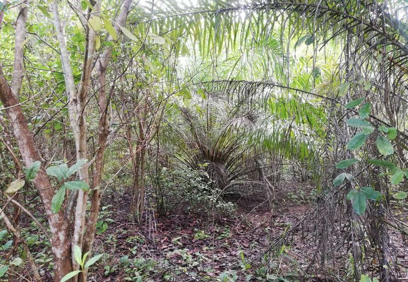 Tanah Ladang Kelapa Sawit Zoning Perumahan di Chuah, Port Dickson untuk dijual!