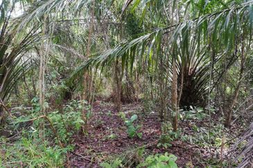 Tanah Ladang Kelapa Sawit Zoning Perumahan di Chuah, Port Dickson untuk dijual!